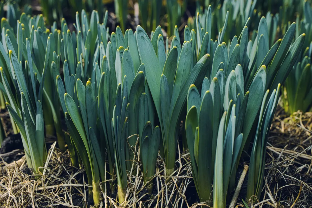 Fall Planting for Spring Blooms: Bulbs, Perennials, and Cover Crops