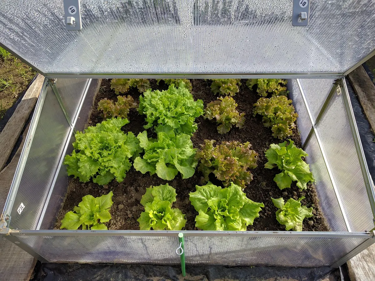 Raised Bed Soil Mix: A Simple Recipe for Vegetables and Flowers