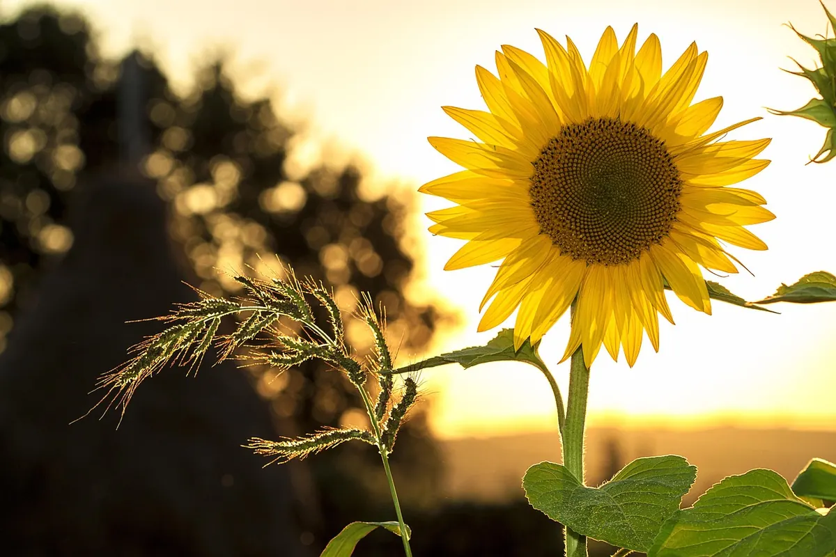 Troubleshooting Yellow Leaves in the Garden: Nutrient, Water, or Pest Problem?